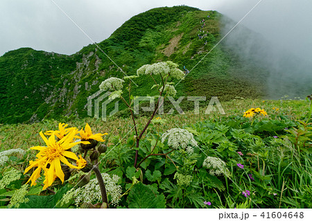 高山植物と雲湧く雨飾山山頂を望む 高山植物と雲湧く雨飾山山頂を望む 41604648