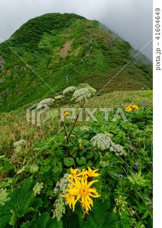高山植物と雲湧く雨飾山山頂を望む 41604649