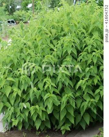 ヒキオコシ ヒキオコシ 41604752