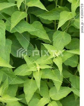 ヒキオコシ 41604759