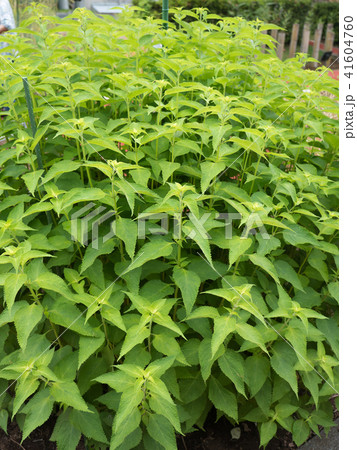 ヒキオコシ ヒキオコシ 41604760