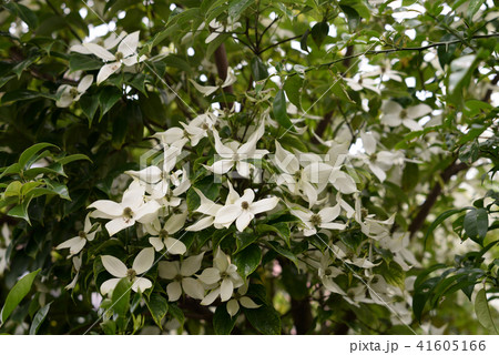 ホンコンエンシス1 41605166