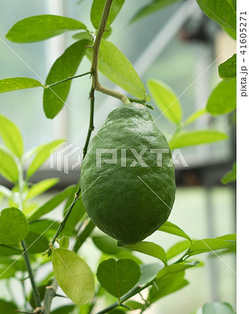 レモン・ポンデローサ レモン・ポンデローサ 41605271