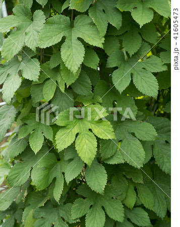 ホップ ホップ 41605473