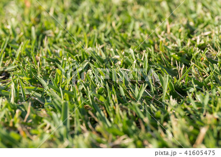 芝刈り跡 41605475