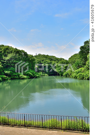 長池公園 新緑の築池 東京都八王子市別所の写真素材