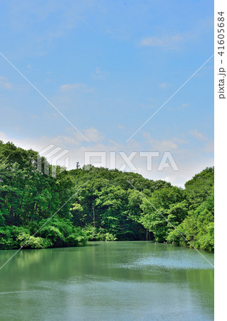 新緑の池 41605684