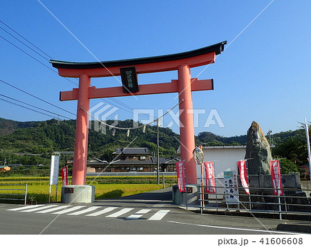 田んぼに立つ伊豫稲荷神社の大鳥居 田んぼに立つ伊豫稲荷神社の大鳥居 41606608