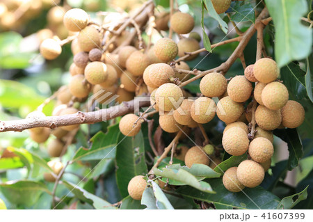 Fresh Longan on tree in the fruit garden. Fresh Longan on tree in the fruit garden. 41607399