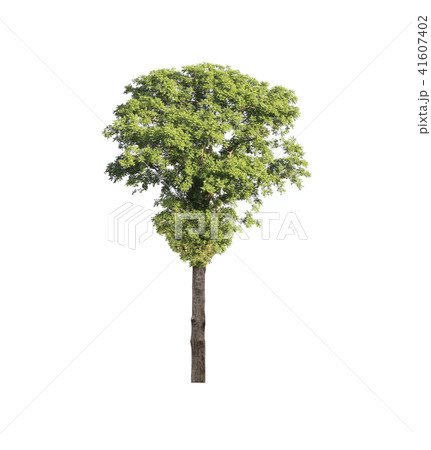 Green tropical tree. 41607402