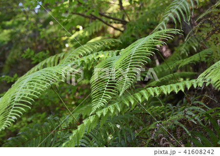 夏のウラジロ 41608242