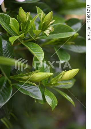 八重咲きクチナシの蕾 八重咲きクチナシの蕾 41608713