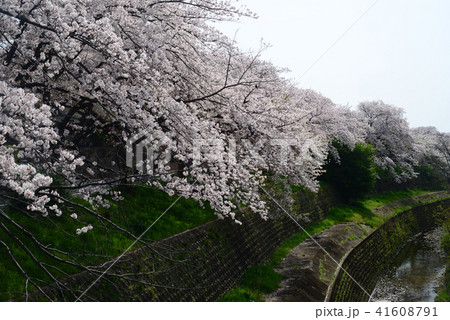 満開の桜-12 満開の桜-12 41608791
