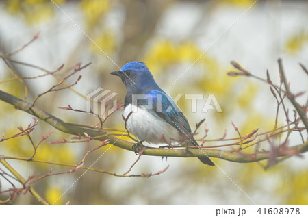 オオルリ オオルリ 41608978