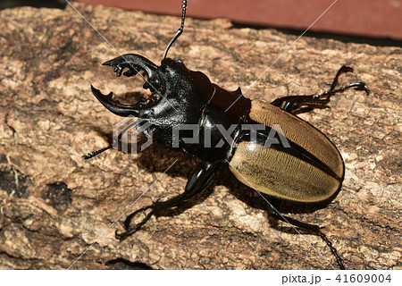 ルデキンツヤクワガタ メス の写真素材 ルデキンツヤクワガタ メス の写真素材
