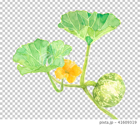 カボチャと花のイラスト素材