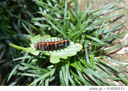 黒に赤 毛虫 パンジーの葉についていたツマグロヒョウモンの幼虫の写真素材