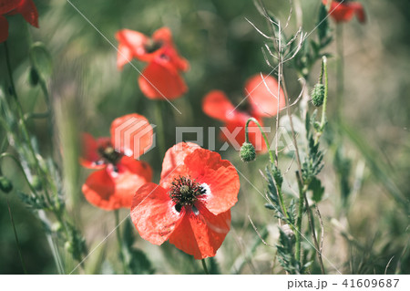 Opium poppies growing on summer meadow 41609687