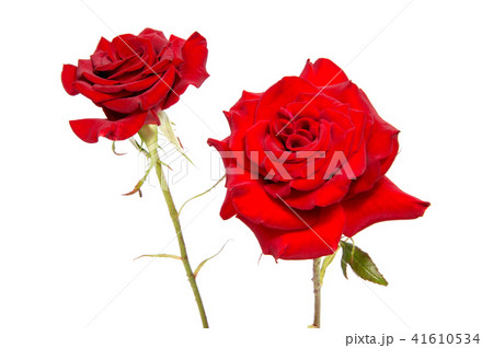 Red rose flower head isolated on white Red rose flower head isolated on white 41610534