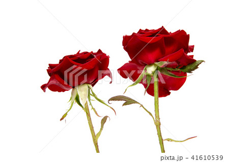 Red rose flower head isolated on white Red rose flower head isolated on white 41610539