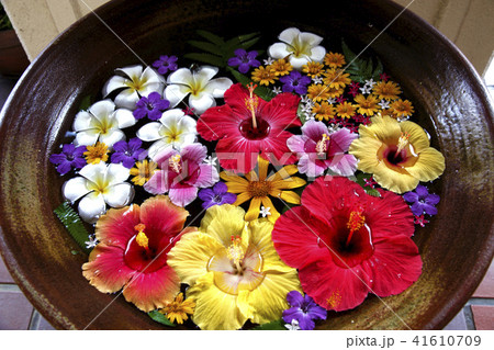 南国の花 41610709
