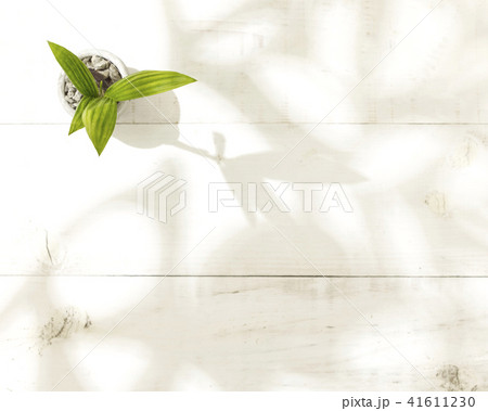 観葉植物 41611230
