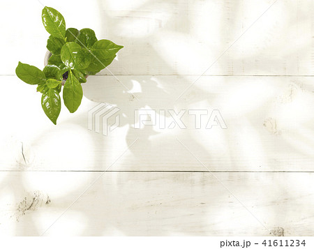 観葉植物 41611234
