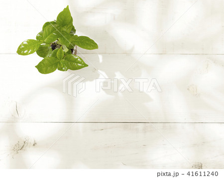 観葉植物 41611240