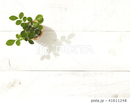 観葉植物 41611248