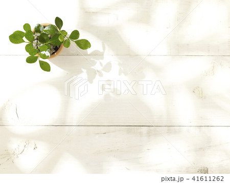 観葉植物 観葉植物 41611262