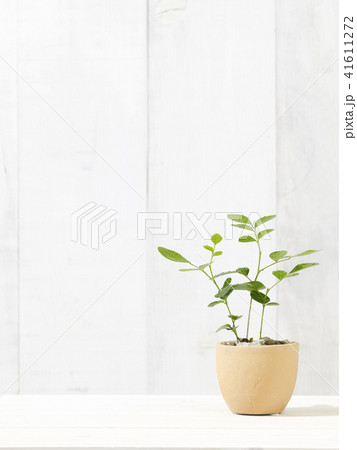 観葉植物 41611272