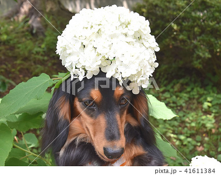 紫陽花アフロの可愛いダックス 紫陽花アフロの可愛いダックス 41611384