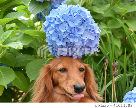 紫陽花アフロの可愛いダックス 41611388
