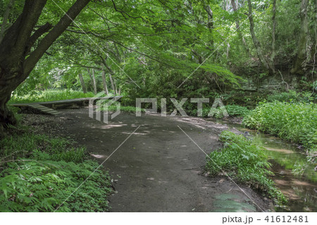 散在ケ池森林公園のせせらぎの小径 鎌倉市今泉台 の写真素材