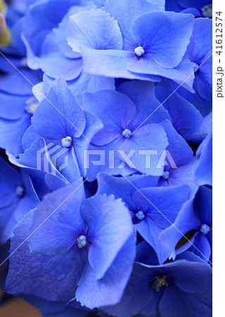 可愛い水色の紫陽花 41612574