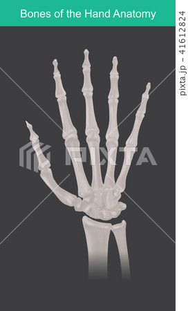 Anatomy of human hand and fingers bones. Top view. 41612824
