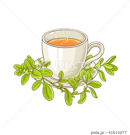 marjoram tea illustration marjoram tea illustration 41613077