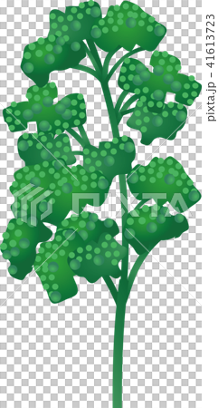 Parsley Parsley 41613723