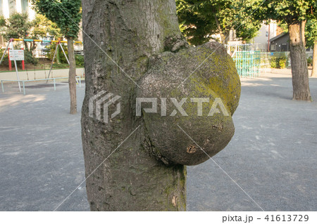 公園樹木のコブ 41613729