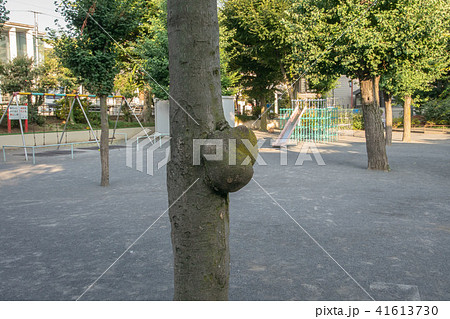 公園樹木のコブ 41613730