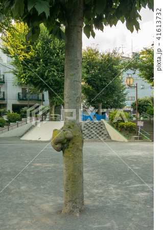 公園樹木のコブ 41613732