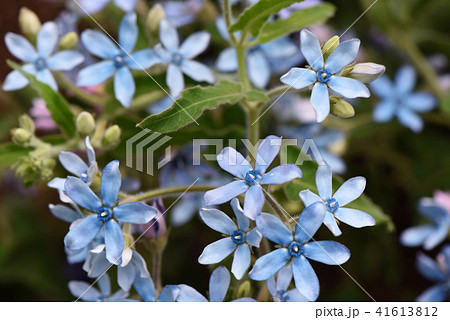 ブルースター 41613812