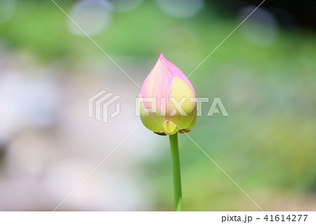 ハスの花 ハスの花 41614277