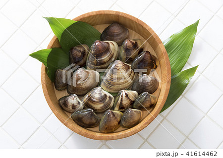 ハマグリ 41614462