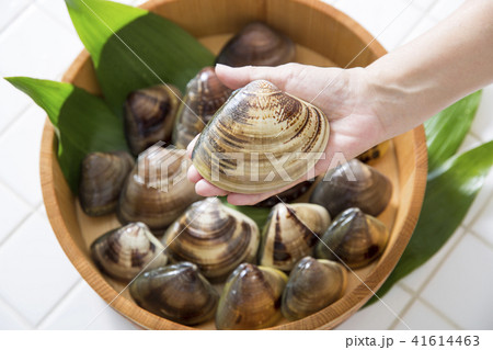 ハマグリ 41614463