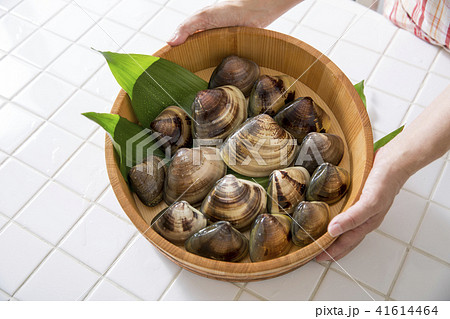 ハマグリ 41614464