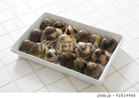 ハマグリ 41614466