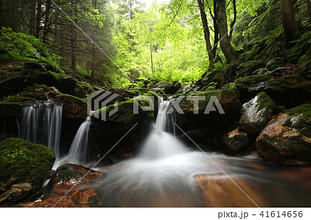 Forest stream flowing down from the mountains 41614656