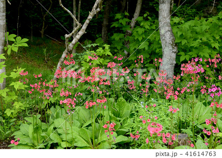 クリンソウ 41614763