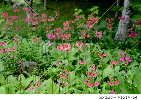 クリンソウ 41614764